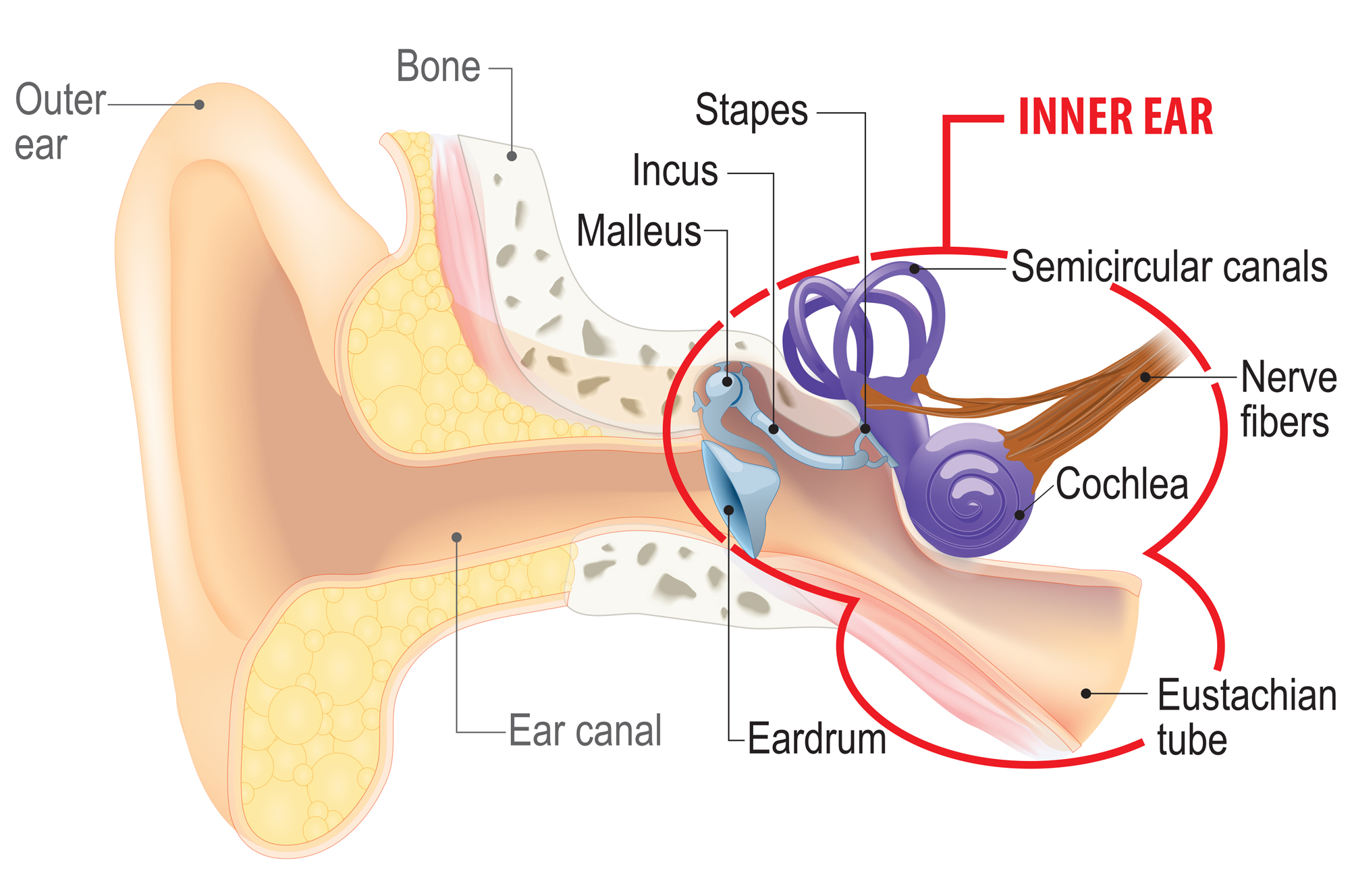 Magnetic Therapy For Sensorineural Hearing Loss | GaussFlow™